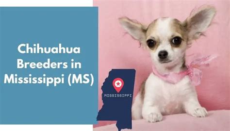 chihuahua breeders in mississippi|chihuahua puppies for sale jackson ms.